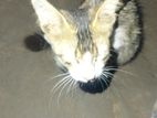 Cat for sell