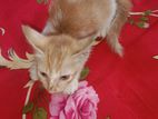cat for sell