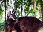Cat for sale