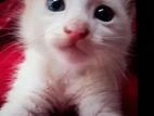 Cat for sell