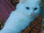 Cat For Sell