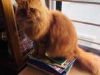 Cat for sale