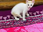 Cat for Adoptation