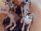 Cat adaption