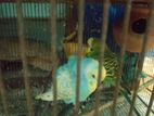 Bird and cage