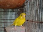 Bird/ Budgie/ বাজারিকা