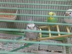 Bird Cage +1 Cockatiel And 2 Budgies