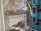 Bird Cage 18"/12" + 24"/ 36"
