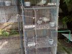 Bird Cage