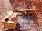 Bird Cage for Sale