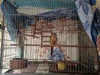 Bird Cage For Sale