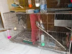 Bird Cage/ Khacha 36/18 Inch