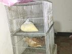 Bird Cage (khacha)