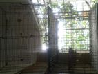 Bird cage, kobutor khaca, khaca