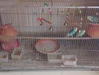 Bird Cage with 5 combo