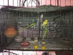 Bird Case