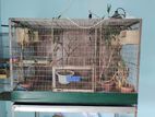 Bird Case For Sale