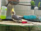 Bird Cocktail Female Gray Full Running