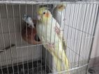 Bird sell