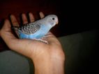 Bird for sell