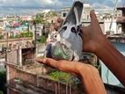 Bird for sell