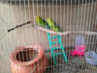 Bird Sell