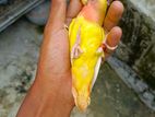 Love Bird for sell