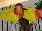 Bird For Sale