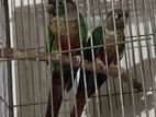 Bird For Sale