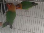 Bird For Sale