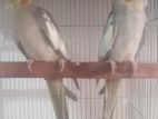 Bird for sale