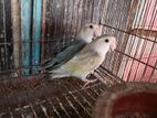 Bird for sell