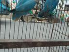 Bird For Sell