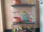 Bird Full Setup