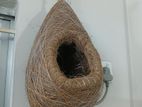 Bird Nest