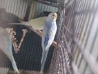 Bird ( rainbow bazrigar, dimond dove)