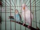 Budgerigar Bird Sell