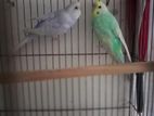 Bird sell