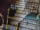 Bird sell jp, rainbow, chinamon, albino red eay