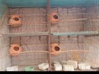 Birds cage for sell