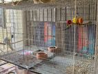 Birds Cage পাখির খাচা (khacha)