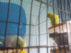 birds for sell