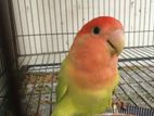 Birds SELL