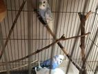 Birds SELL