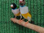 Birds for sell