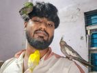 Birds sell