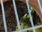 Birds For Sale