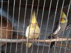 Birds for sell