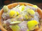 Birds for sell