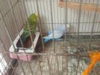 Birds for Sell